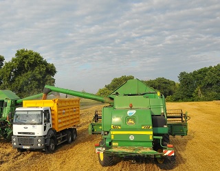 «Арніка» розпочала збирання органічної пшениці